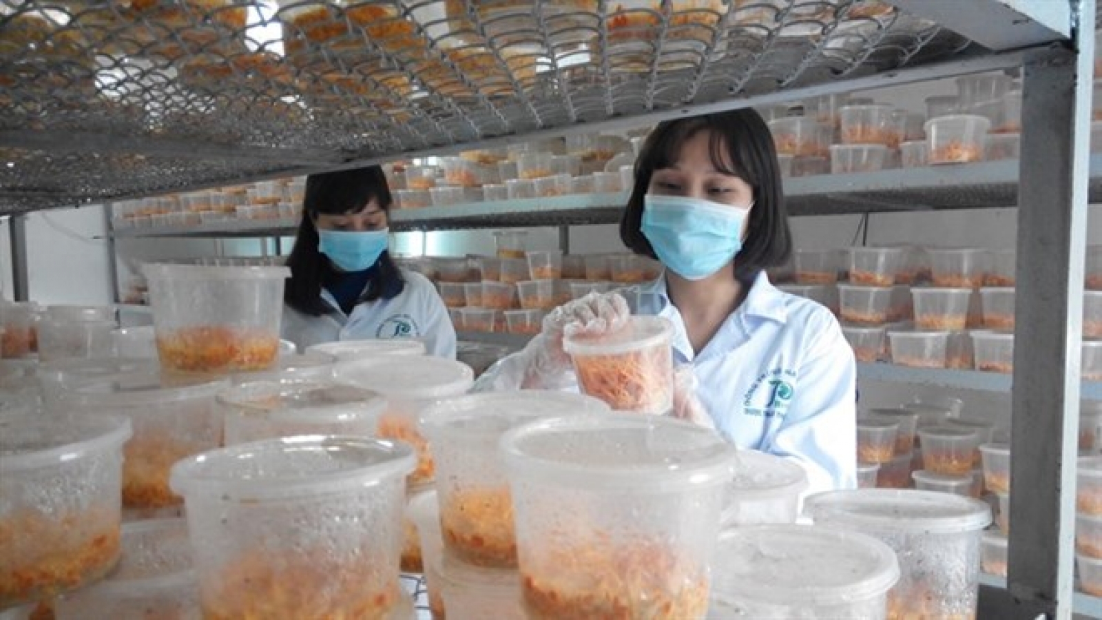 Traditional medicine prices vary widely
