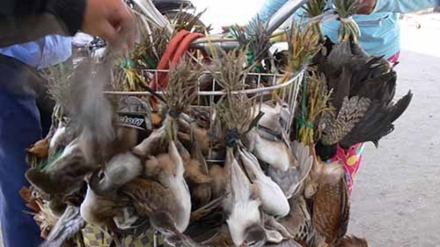 Bird trade escalating in Vietnam: study