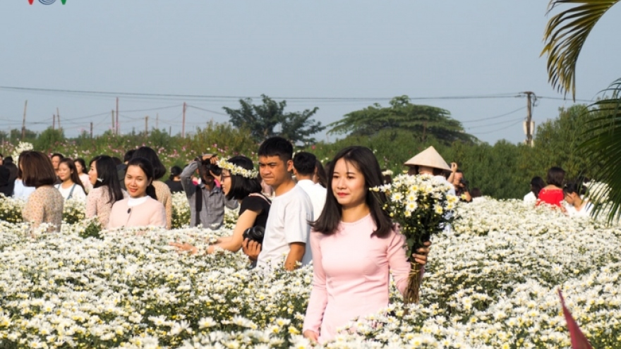 Taking photos with ox-eye daisies at Nhat Tan flower village