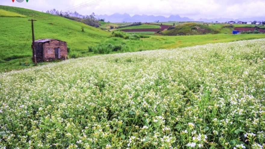 See pristine white mustard fields of Moc Chau Plateau