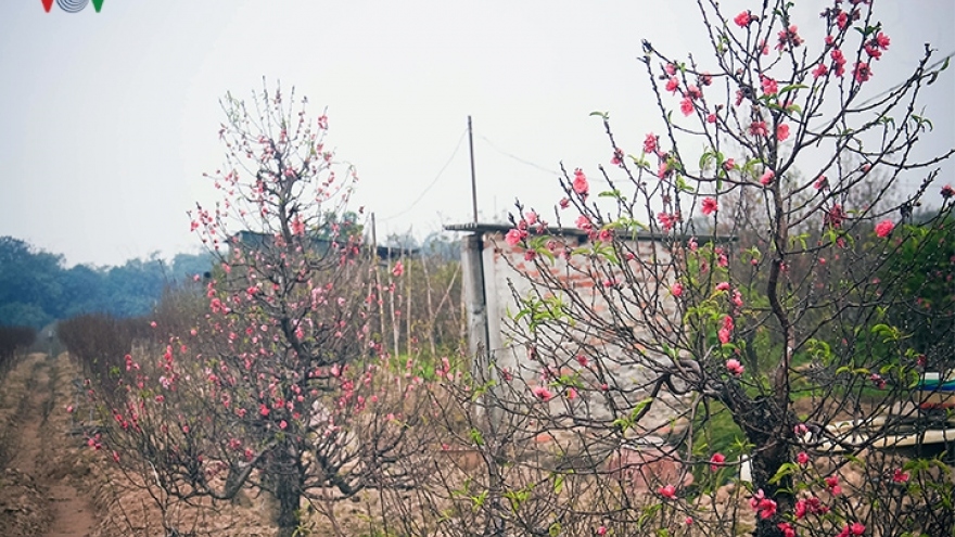 Peach blossoms bloom early before New Year
