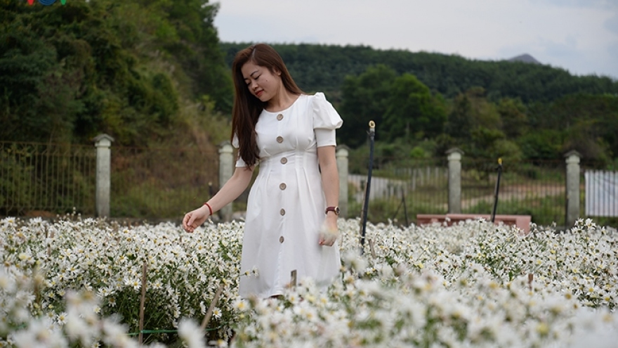 Discovering ox-eye daisies garden in Son La 