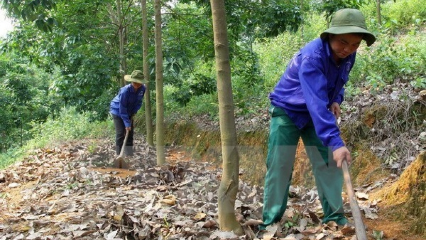 VRG plants 90,000 hectares of rubber in Cambodia so far