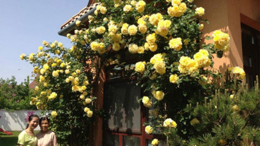 Flower garden of Hue woman in Hungary