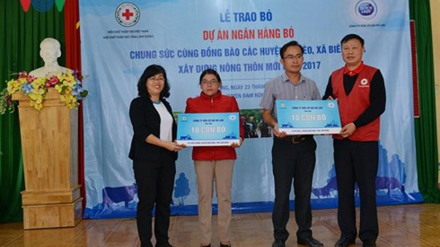 FrieslandCampina presents cows to poor farmers in Central Highlands