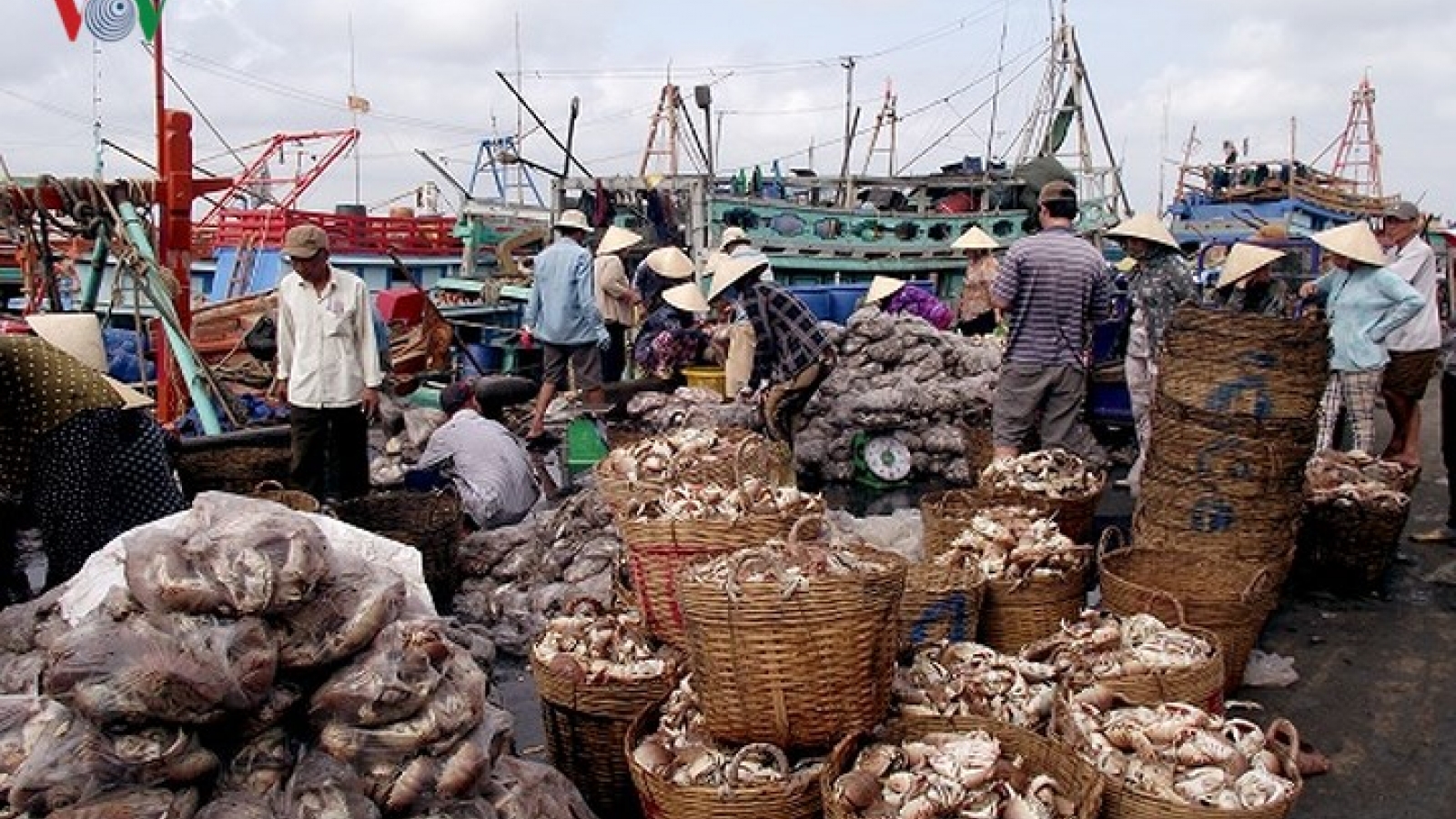 Full nets for Tra Vinh fishermen’s first catch