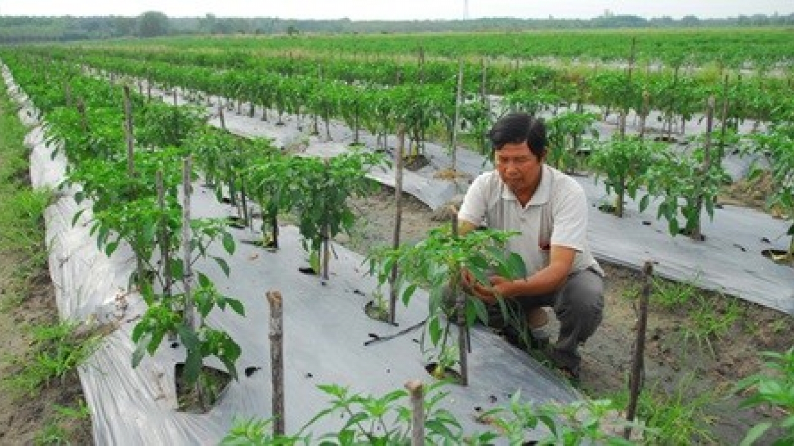 HCM City starts five-year plan on organic food