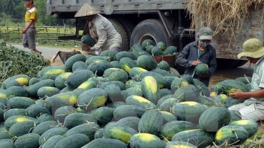 Vietnamese, Chinese firms ink watermelon trade deals