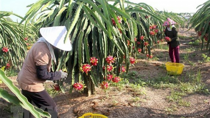 Vietnam, New Zealand networking event discusses CPTPP