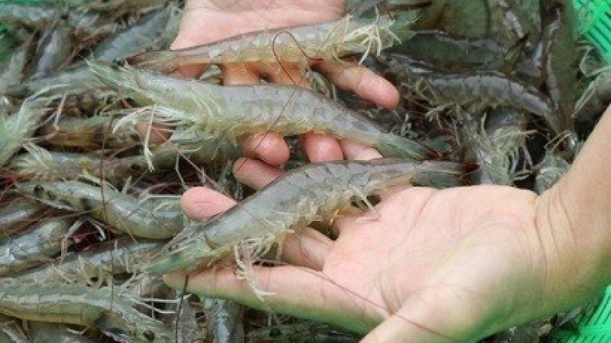 Vietnam has opportunities to boost white-leg shrimp exports to EU