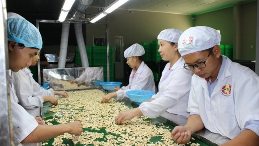 Vietnam helps Cambodia increase cashew output