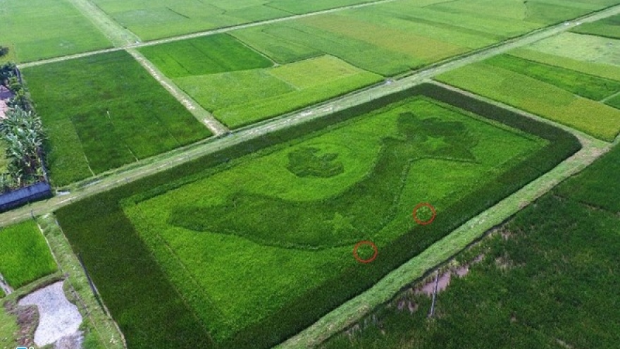 Vietnam map “drawn” on rice field in Nghe An