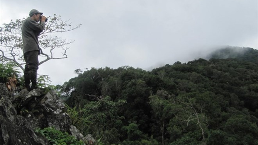 Vietnam to boost forest coverage in Central Highlands