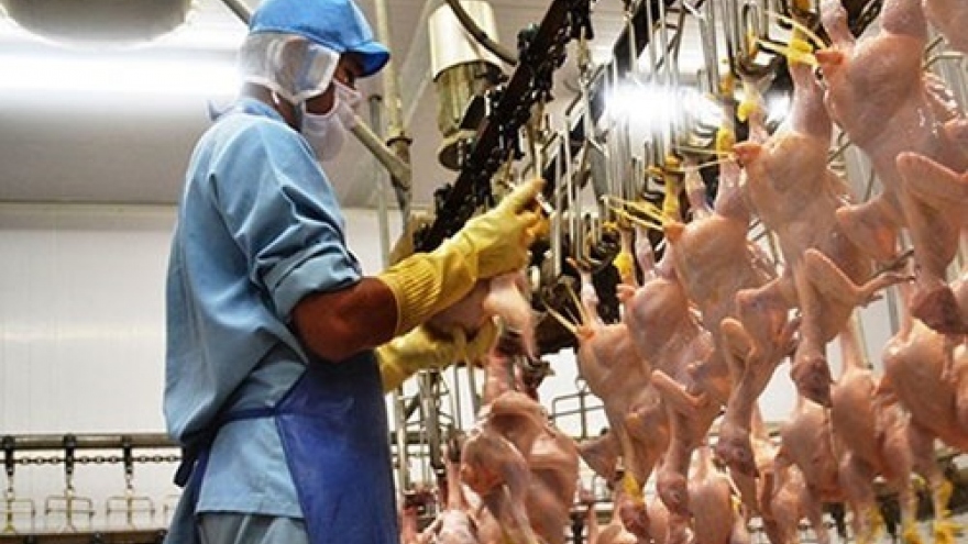 Vietnam’s poultry, livestock product exports increase