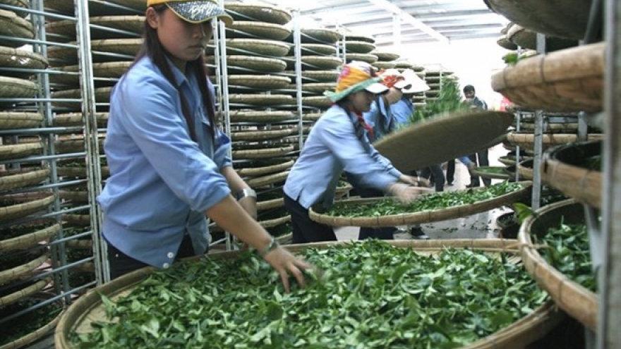 Vietnam’s tea exports down in both volume and value