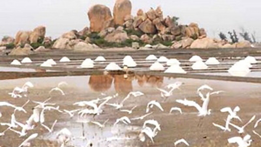 More Russian tourists flock to Ninh Thuan