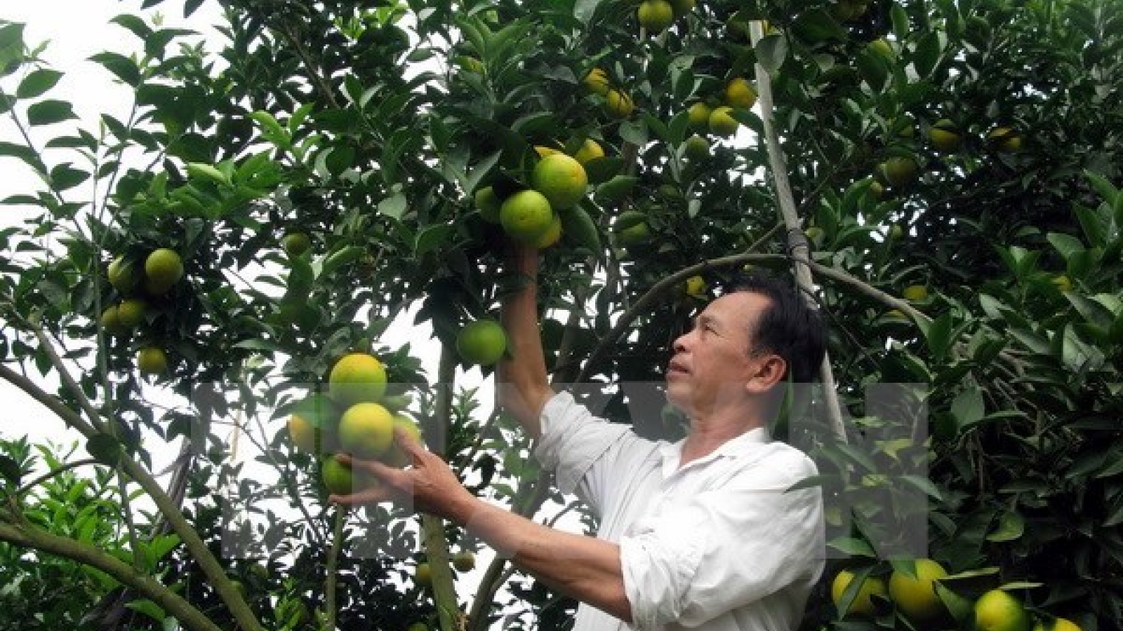 Vinh orange fair opens in Nghe An