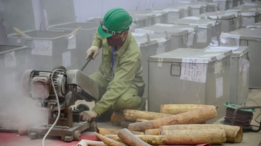 Vietnam seizes illegal ivory shipment