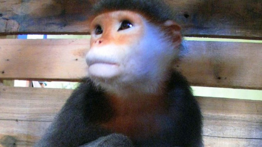 Primates face extinction in Vietnam