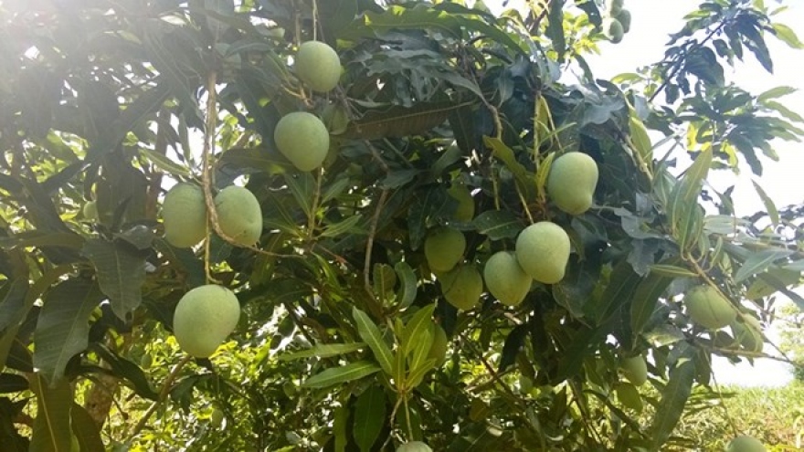 Vietnam’s northern province to export mangoes to Australia
