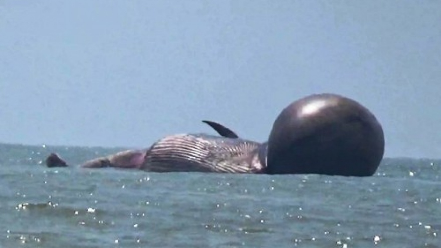 Whale found dead in north-central Vietnam