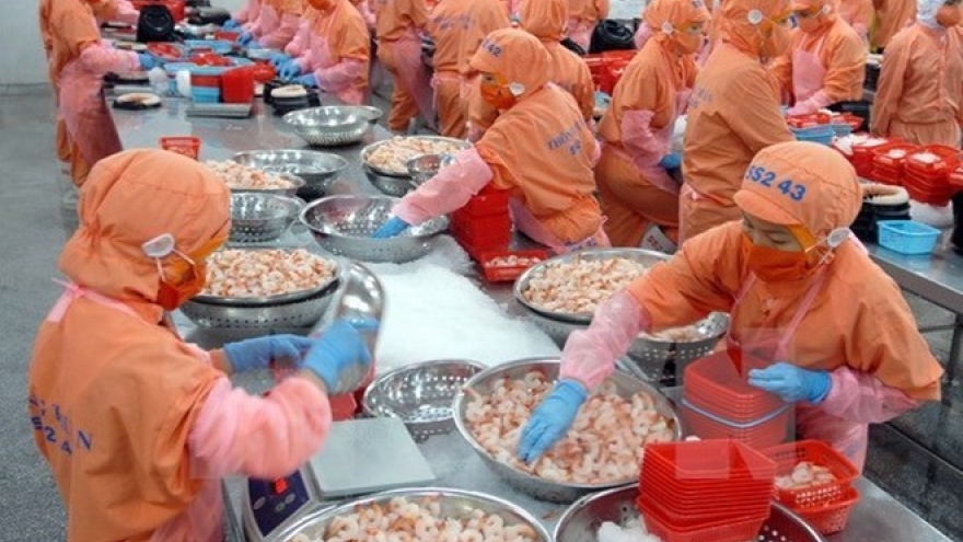 Work starts on high-quality breeding shrimp farm in Soc Trang