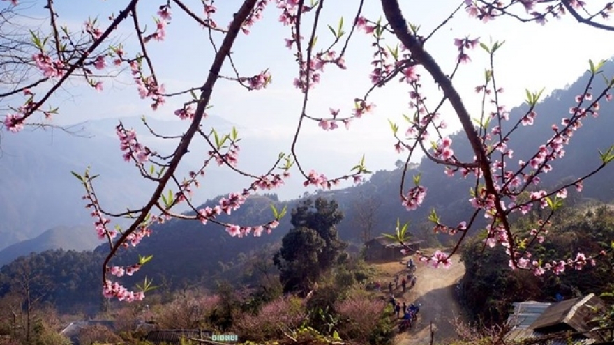 Check out the peach blossoms in Ta Xua 