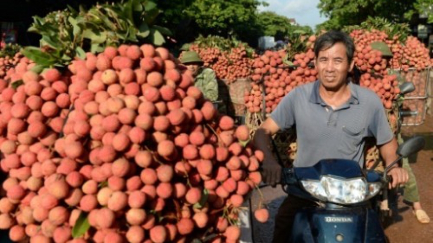 After China woes, Vietnam's litchi farmers head to new markets