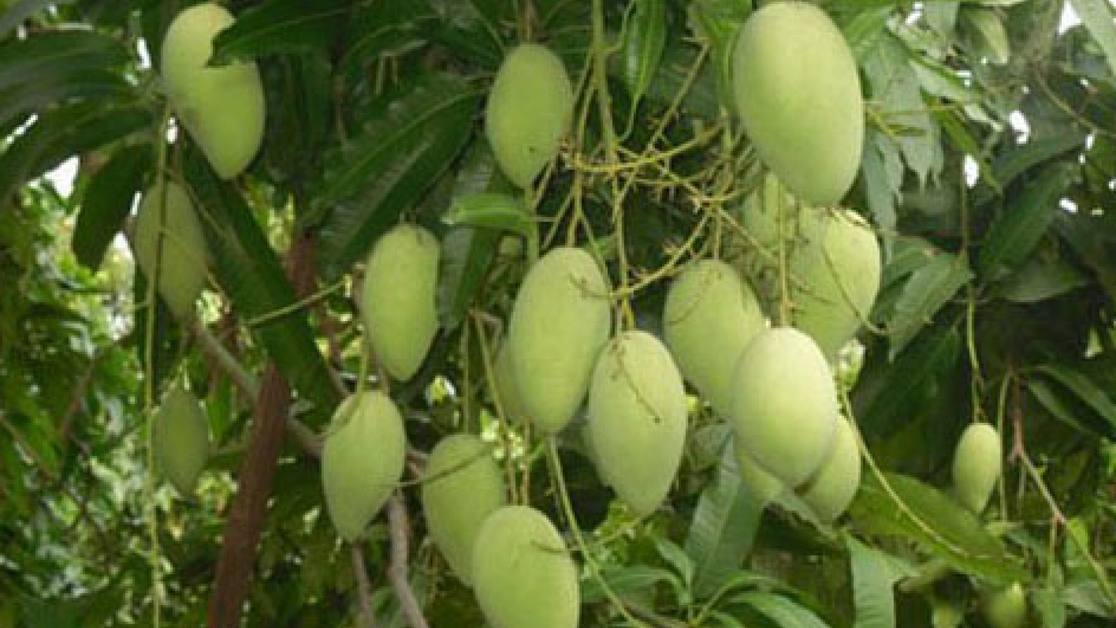 Russia group plans mango processing factory building in Dong Thap