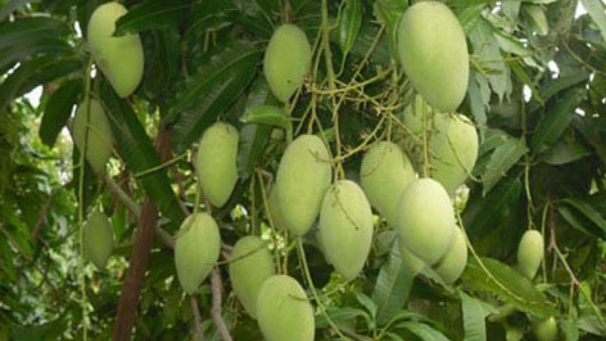 Russia group plans mango processing factory building in Dong Thap