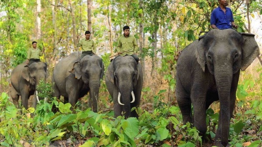 Yok Don National Park to boost elephant-friendly tourism