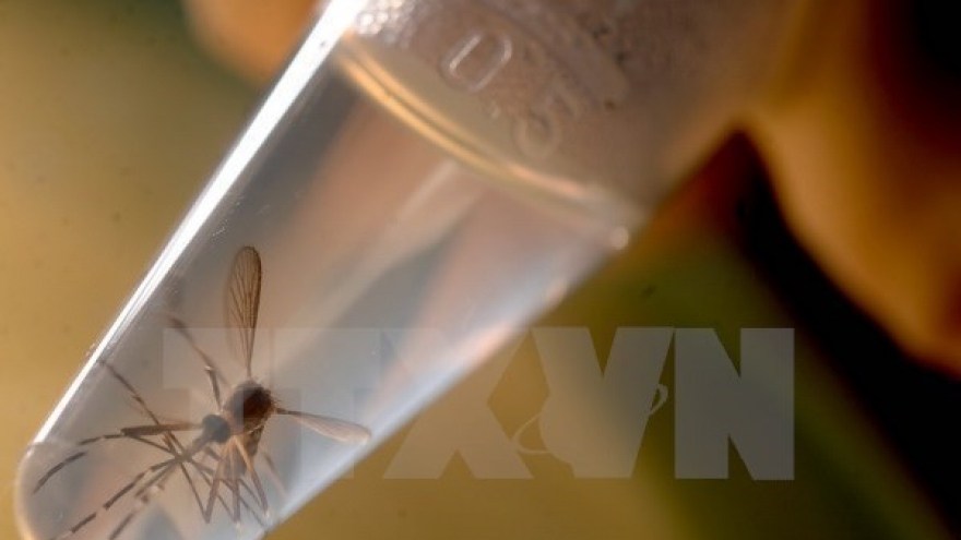 HCM City implements measures to control Zika virus