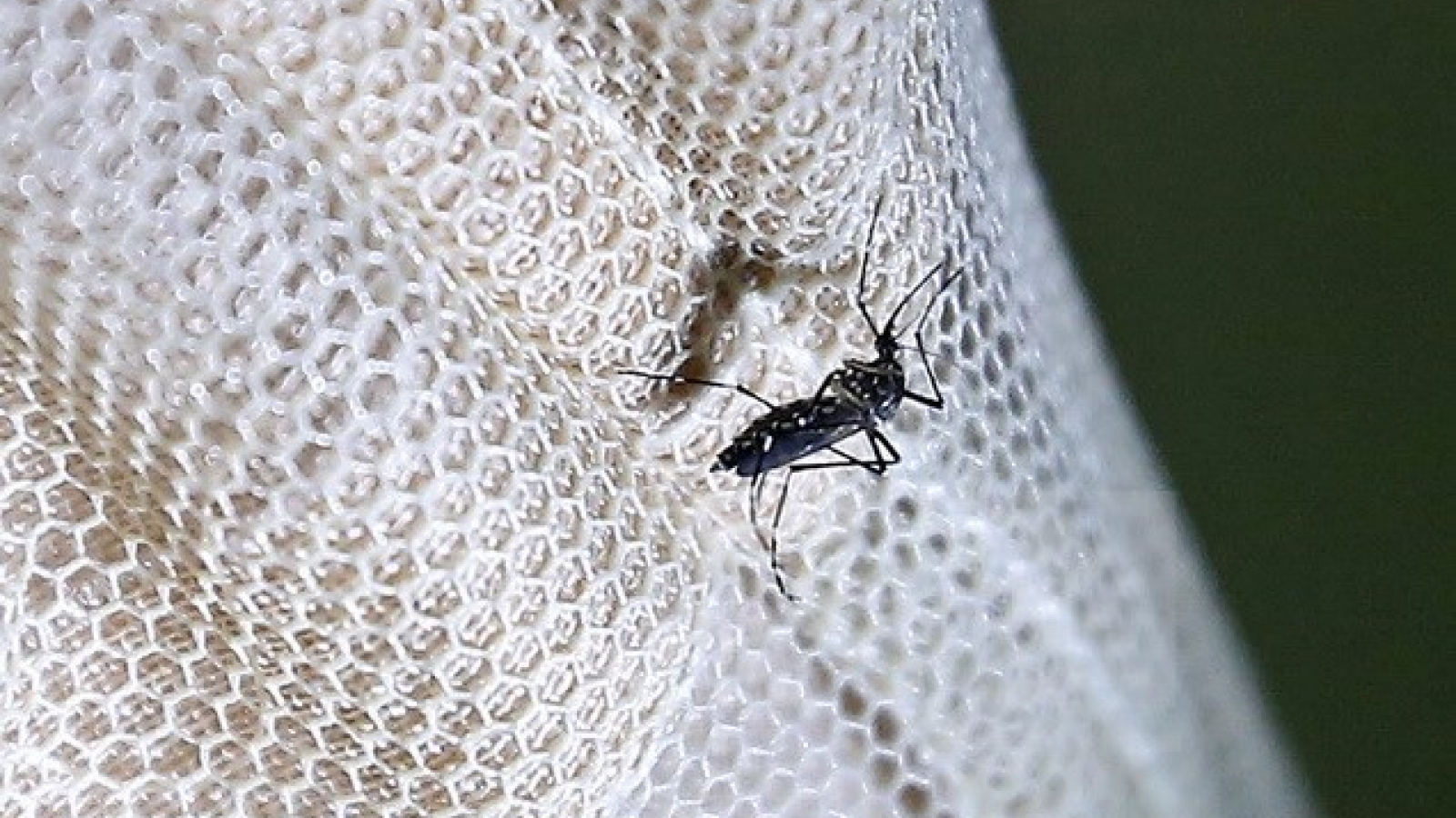 HCM City steps up screening for Zika virus
