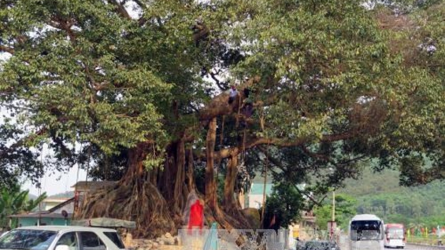 Ancient banyan in Thua Thien–Hue named heritage tree