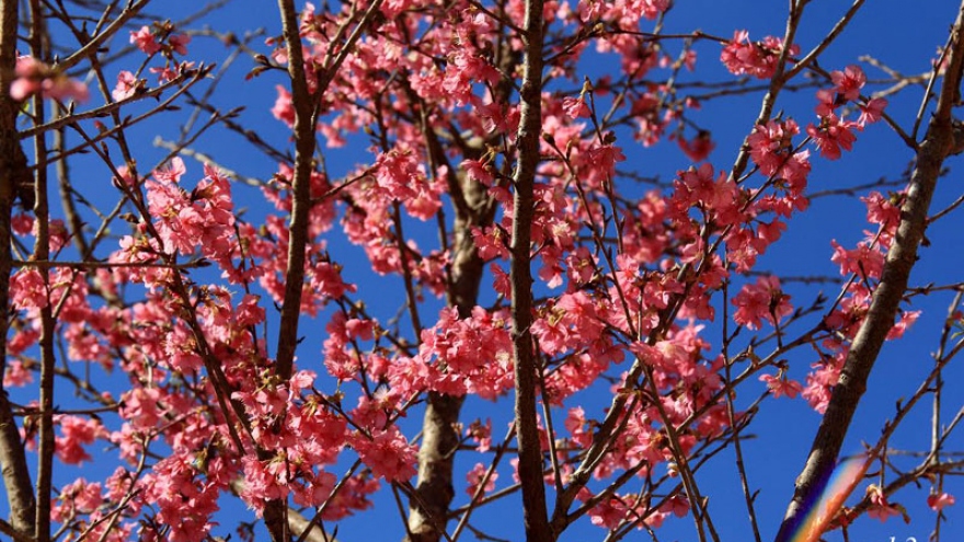 Da Lat cherry blossoms welcome New Lunar Year