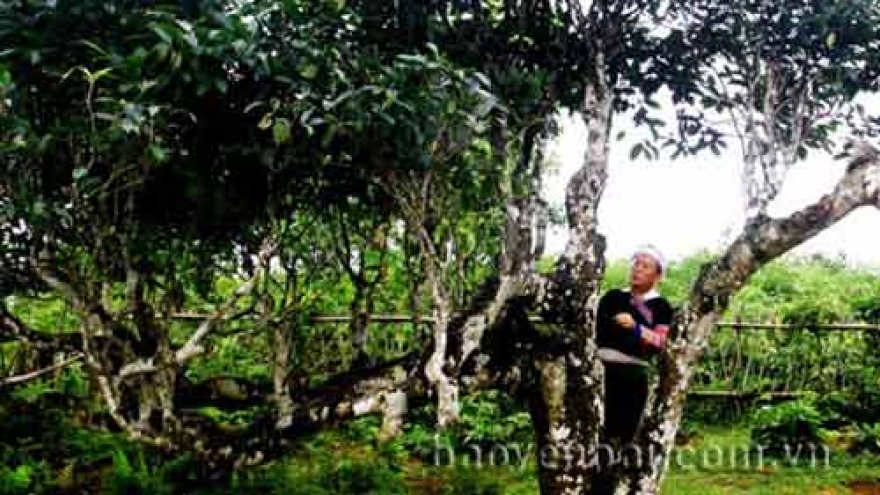 Yen Bai’s ancient Shan tea becomes national heritage