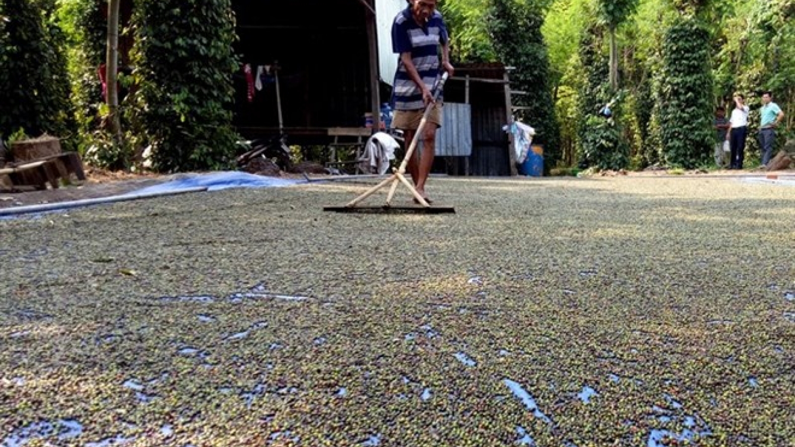 Vietnam’s pepper industry about to burst