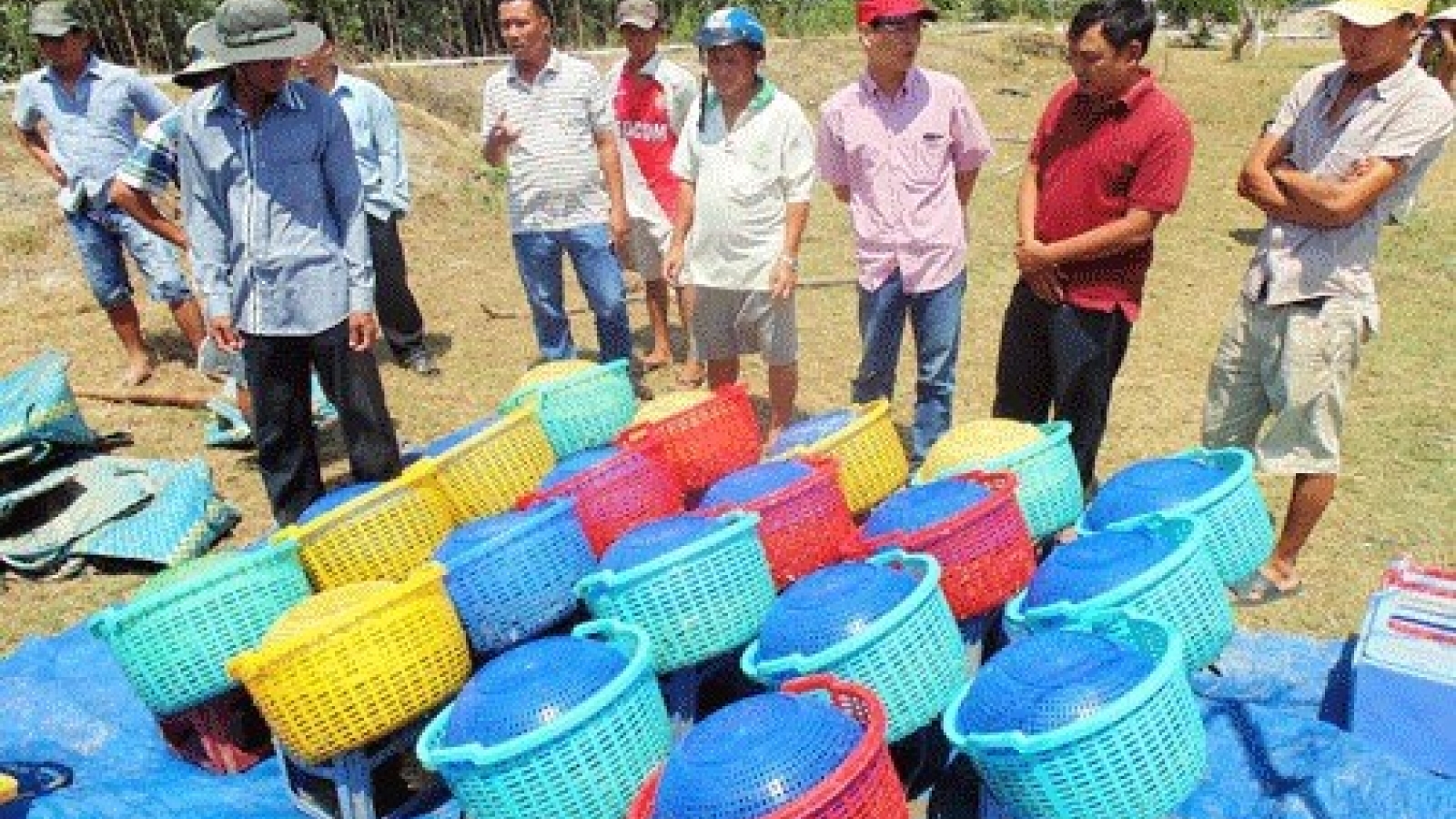 VietGap a windfall for shrimp farmers