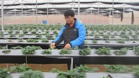 The strawberry whisperer with a BA in economics