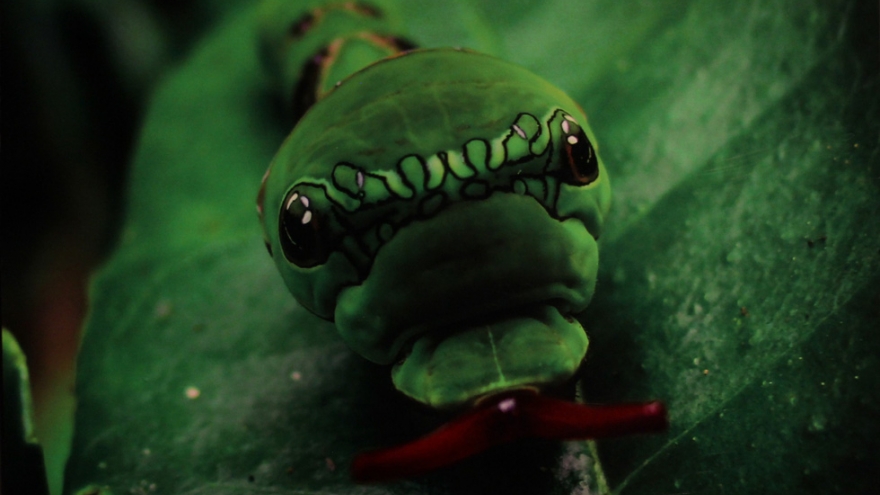 Amazing Vietnamese insects through the lens of Italian photographer