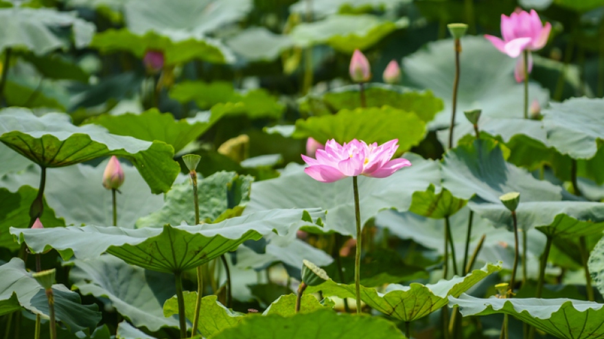Top 5 most beautiful lotus ponds in Hanoi and HCM City