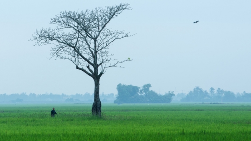 Amazing photos of “Lonely Trees” in Vietnam