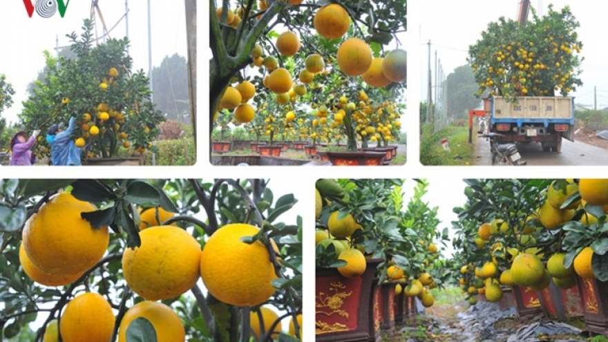 Bonsai pomelo tree garden much sought by Hanoi customers 