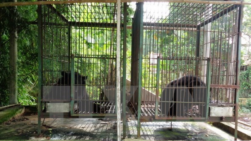 Three captive Tibetan bears transferred to care unit