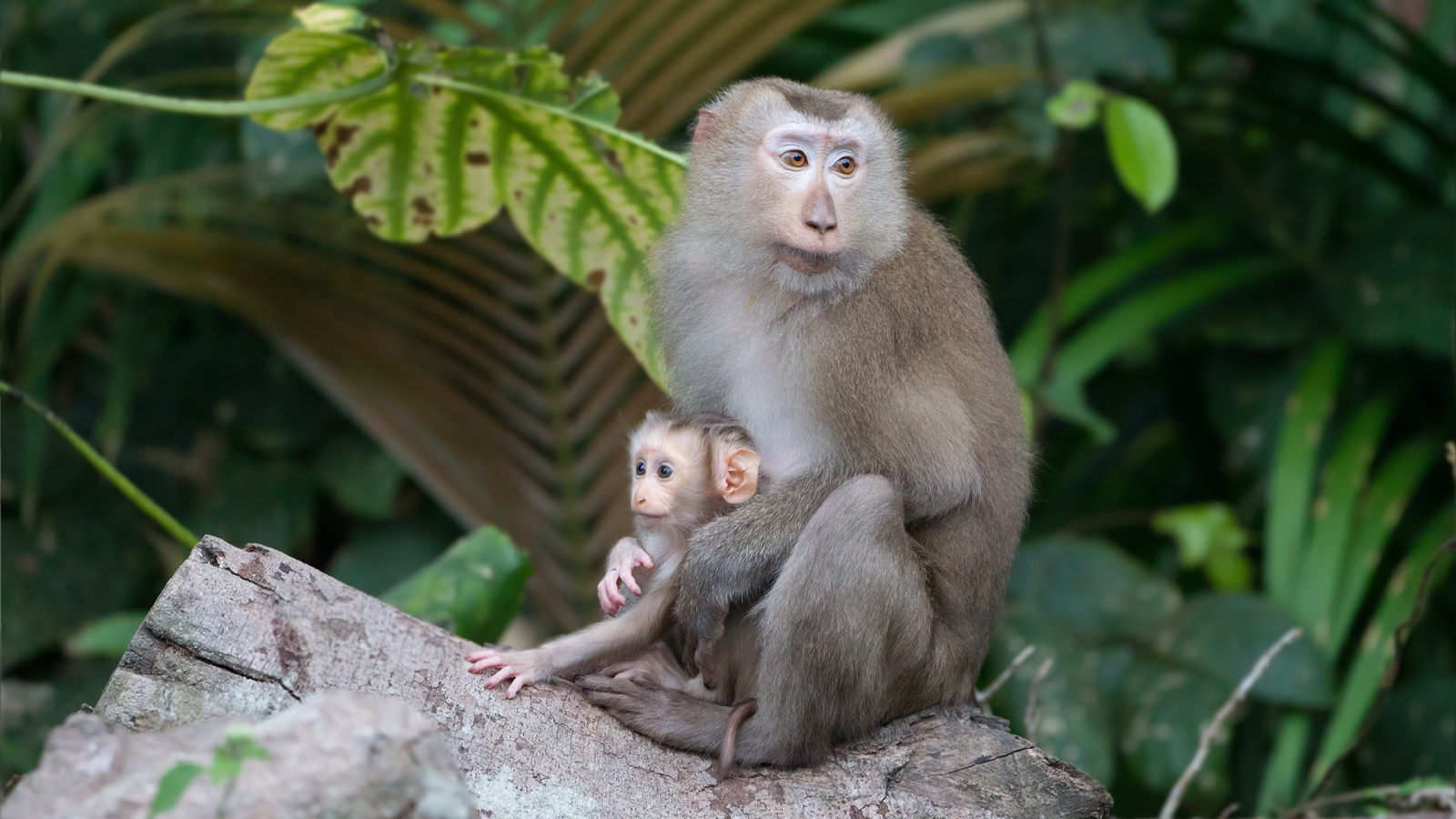 Man arrested with 21 protected monkeys in central Vietnam