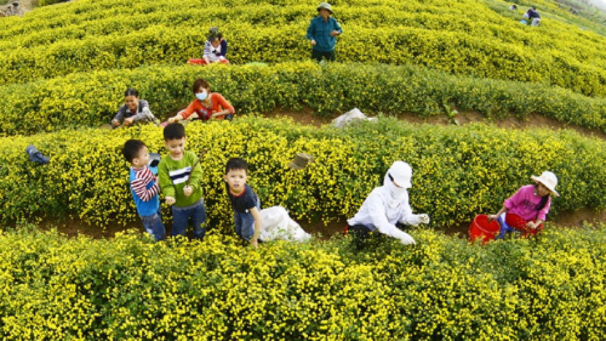 Travelling to Hung Yen to enjoy Chrysanthemum blooms