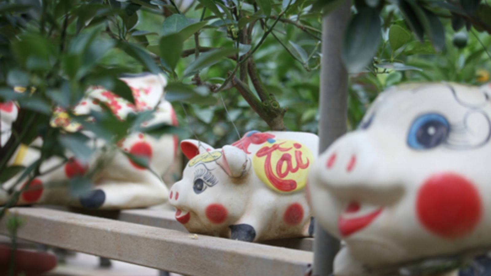 Unique kumquat trees on sale ahead of Lunar New Year festival
