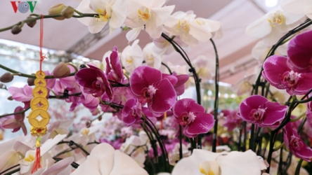Orchid flowers draw in customers ahead of Tet holiday