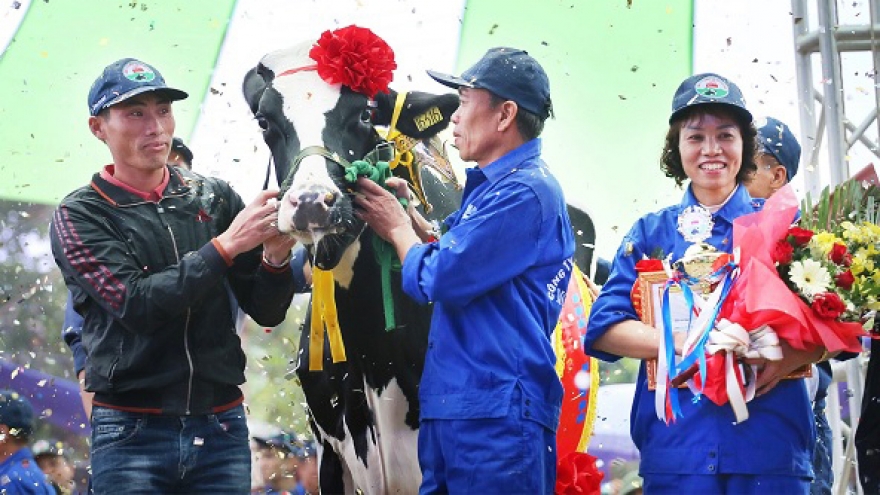 Miss Milk Cow beauty contest takes place in Son La