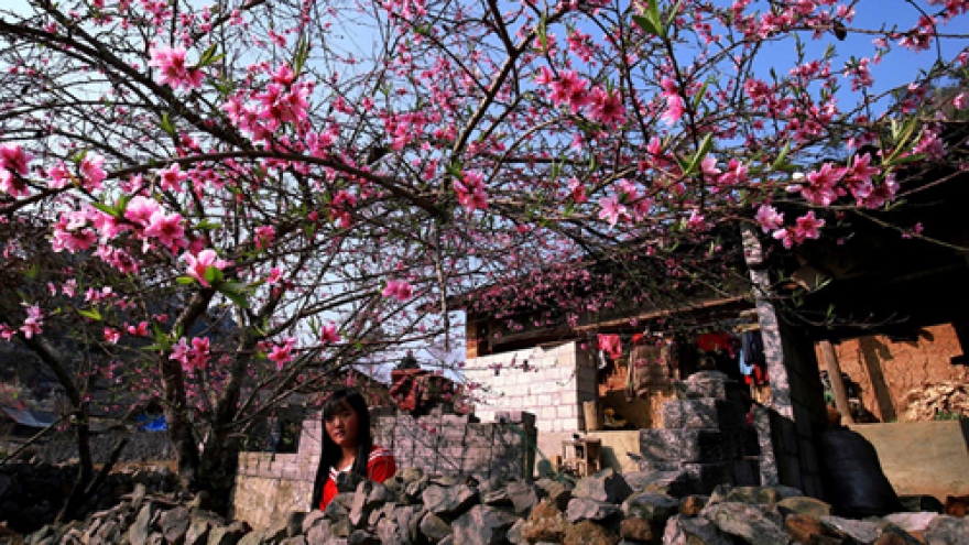 Stunning peach blossoms in Ha Giang